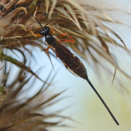 Réf. 267 315 : Exeristes ruficollis